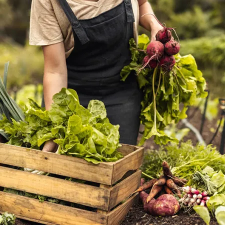 Farmer gathers vegetables on a farm