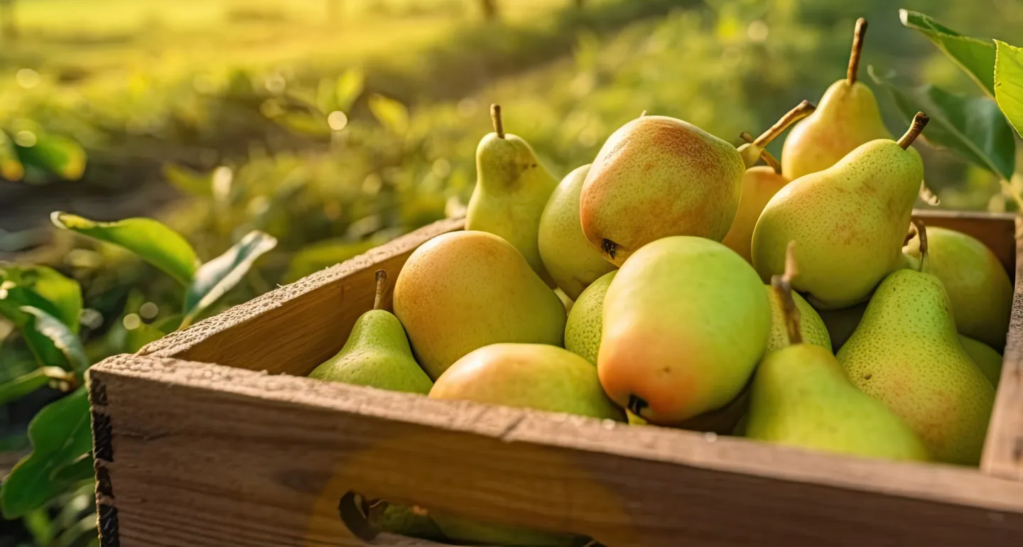 a crate of pears in an orchard