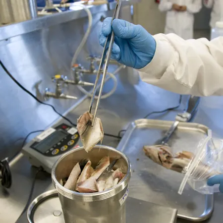 Seafood being inspected by the FDA